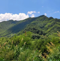 茶语青弋江丨青弋江边，茶水泾县