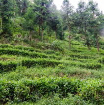 茶语青弋江丨黄山毛峰