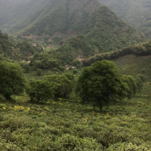 茶语青弋江丨涌溪火青