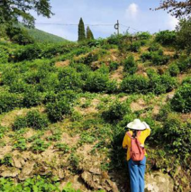 茶语青弋江丨泾县尖茶