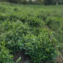 ​茶语青弋江丨七都茶文化与青弋江